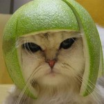 lime-cat